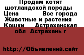 Продам котят шотландской породы › Цена ­ 2 000 - Все города Животные и растения » Кошки   . Астраханская обл.,Астрахань г.